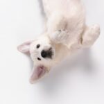 Jaka jest najlepsza karma dla białych psów? (ranking)