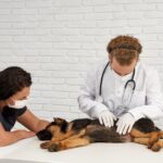 Jaka jest najlepsza karma dla psów po sterylizacji? (ranking)