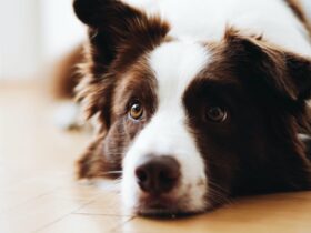 Częsta czkawka u psa - czy jest niebezpieczna i co zrobić?