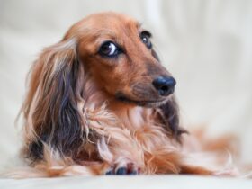 Nadczynność tarczycy u psa - objawy, leczenie