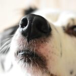 Nosówka u psa - objawy, przyczyny, leczenie