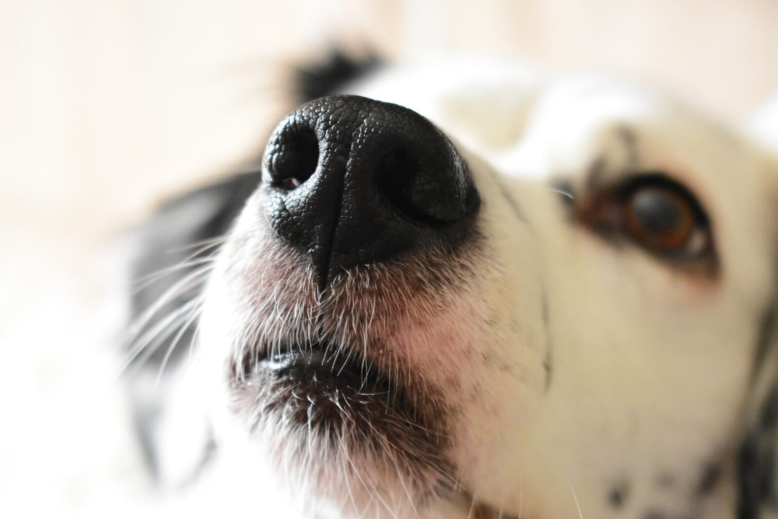 Nosówka u psa - objawy, przyczyny, leczenie